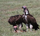 Lappet-faced Vulture